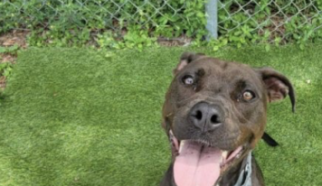 Shelter dog of the week: Mango